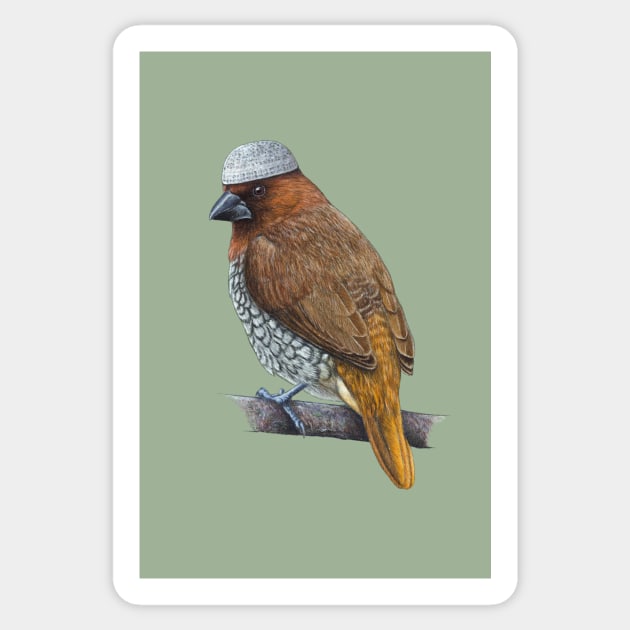 Scaly-breasted munia Sticker by Mikhail Vedernikov